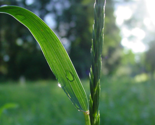 Plant breeding techniques for better crop protection