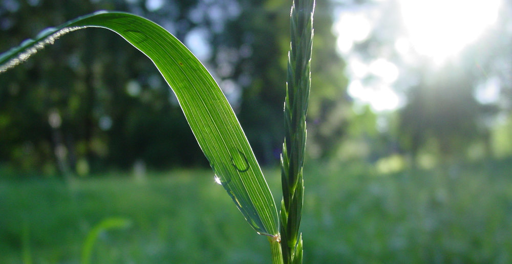 Plant breeding techniques for better crop protection